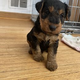 Welsh Terrier Puppies from Snow Dragon Welsh Terriers