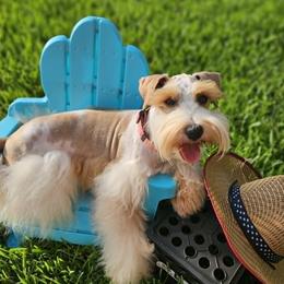 Logan - Miniature Schnauzer
