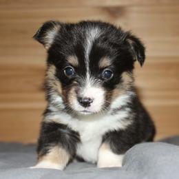 Mayo - Black and tan female Pembroke Welsh Corgi puppy in Washington from Castle View Royal Rumps