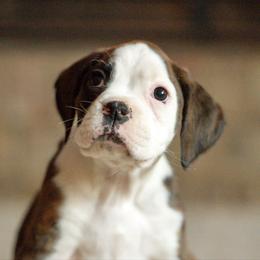 Fancy - Brindle female Boxer puppy in Georgia from Stephanie’s Boxers