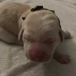 Yellow female - Yellow female Labrador Retriever puppy in Durango, Colorado from Burress Family Farm and Kennels