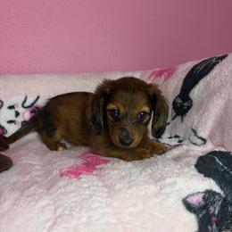 Larry - Dapple male Dachshund puppy in Lake City, Florida from My Ditzy Doxies of Florida
