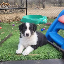 Clover - Tri-color female Border Collie puppy in Morgan, Texas from Shooting Star Ranch
