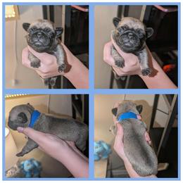 Oscar - Fawn male Pug puppy in Winter Haven, Florida from Lisa's Pugalicious Pugs