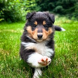Collie Puppies from Meissa Collies
