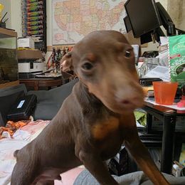XCM2-Light Blue - Chocolate and rust male Miniature Pinscher puppy in Middle Point, Ohio from Knisely's Min Pins-AKC