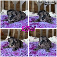 Effie - Merle female Whoodle puppy in Gladewater, Texas from Kalin’s K9s