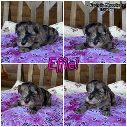 Effie - Merle female Whoodle puppy in Gladewater, Texas from Kalin’s K9s
