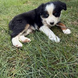 Hazel - Black tri female Miniature Australian Shepherd puppy in Marion, Michigan from Highland Hills Mini Aussies