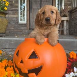 Green - Dark golden female Golden Retriever puppy in Rexburg, Idaho from Teton View Golden Retrievers