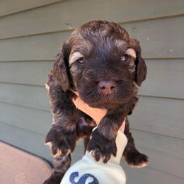 Australian Labradoodle Puppies from High Mist Mountain Australian Labradoodles