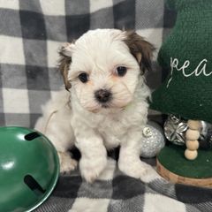 Dachshund and Shichon Puppies from J & C Puppies
