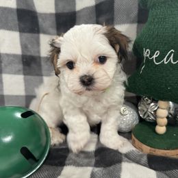 Dachshund and Shichon Puppies from J & C Puppies