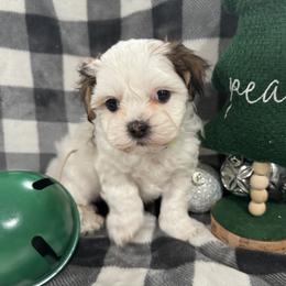 Dachshund and Shichon Puppies from J & C Puppies