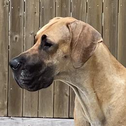Demi - Great Dane