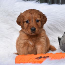 Lt Purple - Dark golden Golden Retriever puppy in Gober, Texas from Trigger Time Kennels