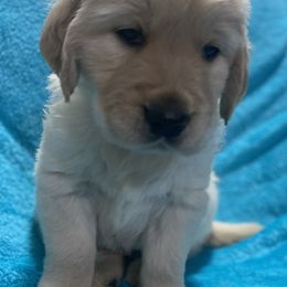 Mr. 💙 - Light golden Golden Retriever puppy in Indepenence, Missouri from Goldenhubb