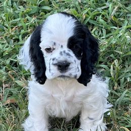 Freckles - Black and white female Cocker Spaniel puppy in Beech Island, South Carolina from Mike's Best Friends
