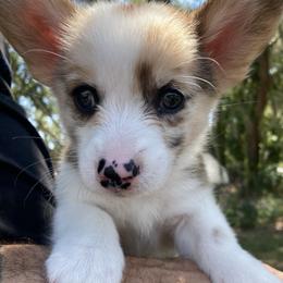 American Corgi and Pembroke Welsh Corgi Puppies from Swell Corgis