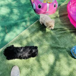 Goldendoodle Puppies from Thompson Creek Doodles