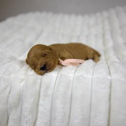 Cinnamon - Red female Cavapoo puppy in Queen Creek, Arizona from Dulcito Doodles