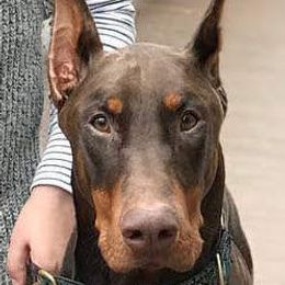 Doberman Pinscher Puppies from RMH Dobermans