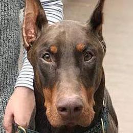 Doberman Pinscher Puppies from RMH Dobermans