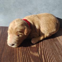 Rover - Caramel ice male Labradoodle puppy in Apache Junction, Arizona from Loving Doodle