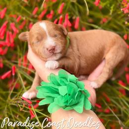Beach MINI - Red  female Goldendoodle puppy in Naples, Florida from Paradise Coast Doodles
