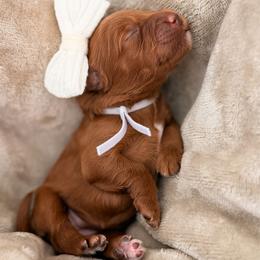 Carrera - Red  female Goldendoodle puppy in Garden Grove, California from Sunkissed Doodles