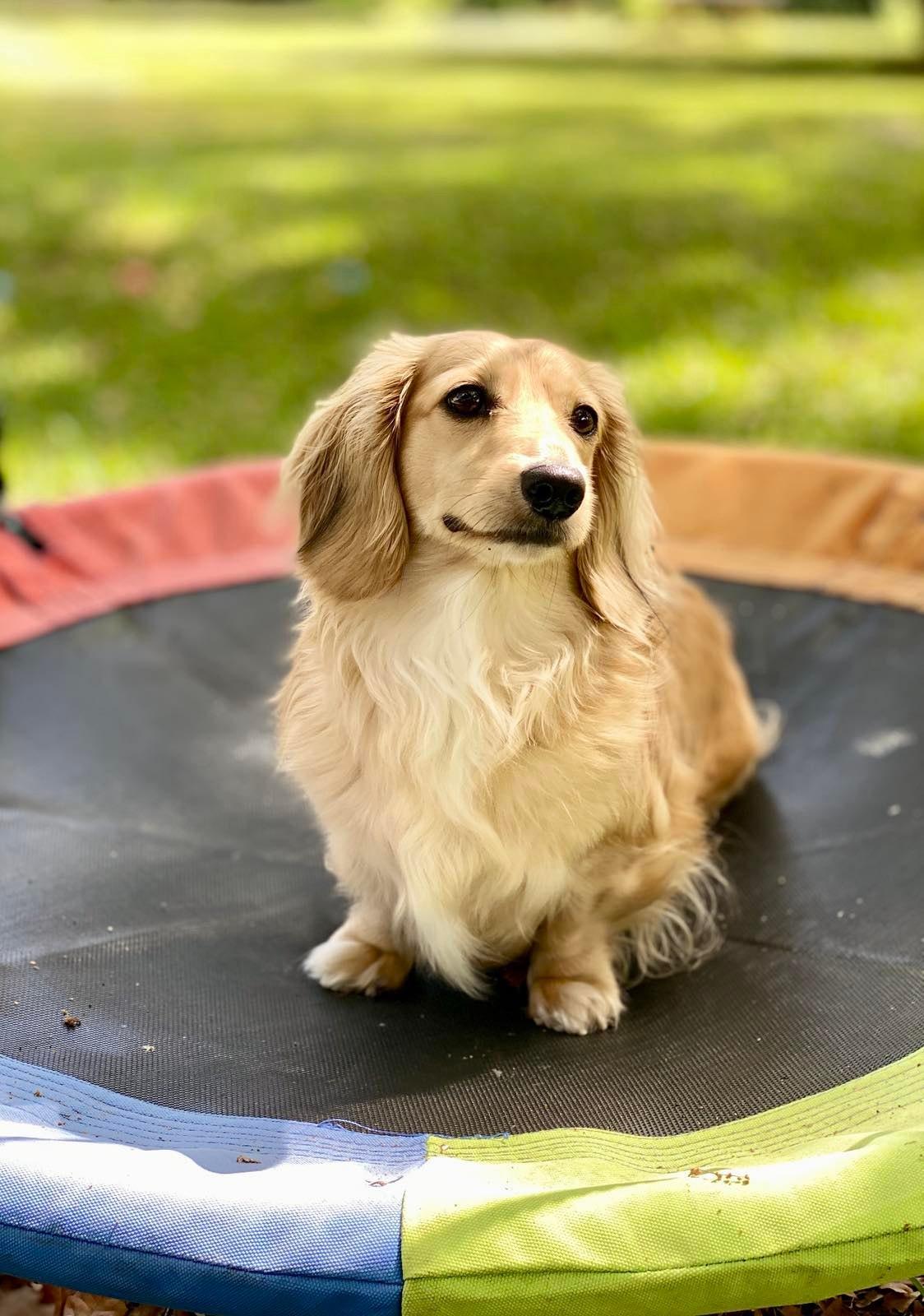 Sadie