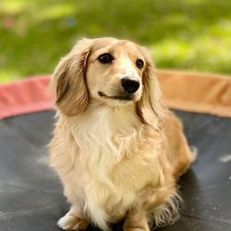 Sadie - Dachshund