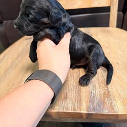 Boy 3 - Phantom male Goldendoodle puppy in Lakeland, Florida from Doodles & Danes