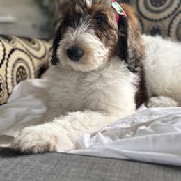 Bernedoodle, Cockapoo, and Goldendoodle Puppies from Avery Doodle Day LLC