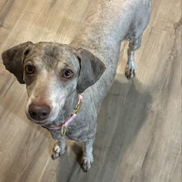 Lu - Phantom female Poodle puppy in Cameron, Oklahoma from PinePoint Poodles