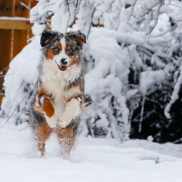 Miniature American Shepherd Puppies from Stones River Mini American Shepherds