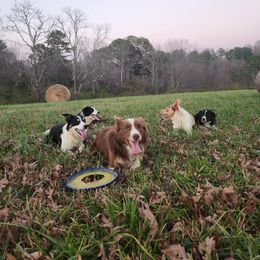 Border Collie Puppies from Cullins Collies