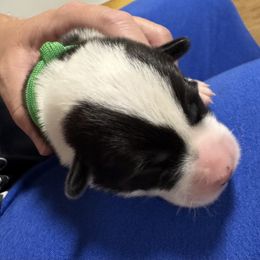 Green collar - Black and white male Cardigan Welsh Corgi puppy in Omaha, Arkansas from DnD Corgis