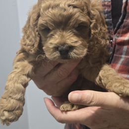 Fuji - Red male Cockapoo puppy in Conklin, Michigan from Lake Michigan Couture Cavapoos & Cockapoos