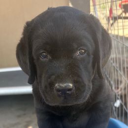 Female 3 - Black female Labrador Retriever puppy in Reno, Nevada from Nevada Labradors