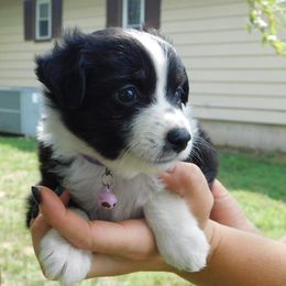 Toy Australian Shepherds from Follow Thru Farms