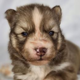 Yuji - Red and white male Siberian Husky puppy in Buckeye, Arizona from Anime Huskies