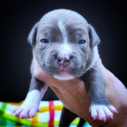 Clyde - Blue and white male Staffordshire Bull Terrier puppy in Dallas, Texas from Wild Blue Staffords