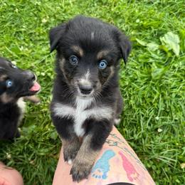 Sweet potato - Black tri-color female Australian Shepherd puppy in Altmar, New York from E&C Australian Shepherds