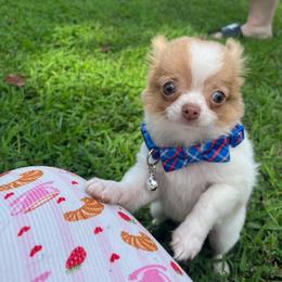 Nacho - Fawn and white male Chihuahua puppy in Gloucester, Virginia from Charlotte's Web of Chihuahuas