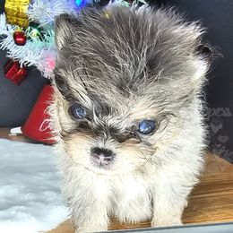 Pepper's Father Figure - Figaro - Blue merle male Pomeranian puppy in Plant City, Florida from Pepper's Pomeranians