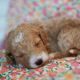 Goldendoodle Puppies from Pond Town Pups
