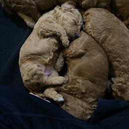Poodle Puppies from Willow Rock Poodles