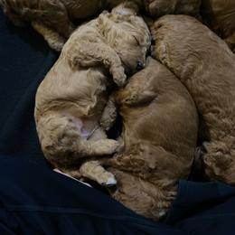 Poodle Puppies from Willow Rock Poodles