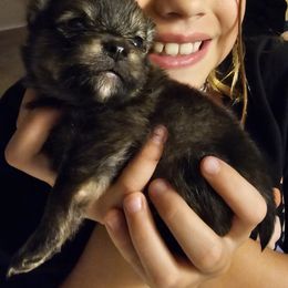 Pomeranian Puppies from Moon Howlers Pomeranians